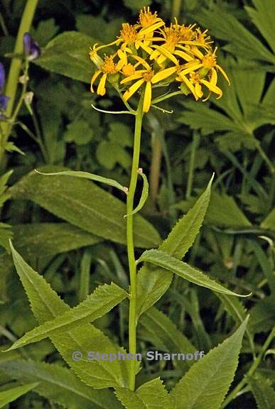 senecio triangularis 2 graphic